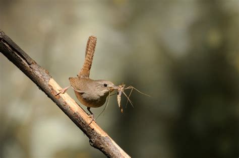 Why Bugs are Important to Birds – Chirp Nature Center