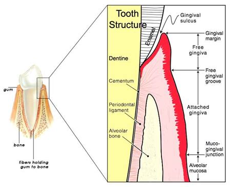 Gingival sulcus of the tooth | News | Dentagama