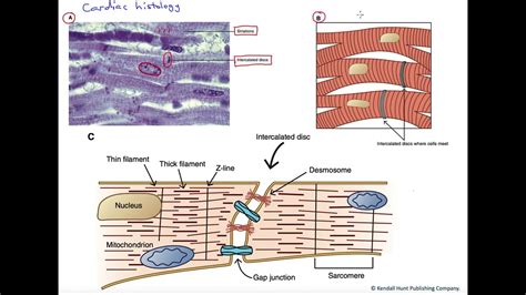 Cardiac muscle histology - YouTube