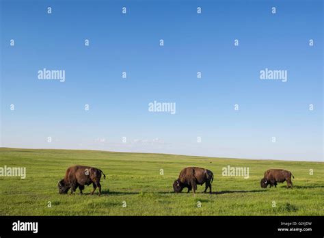 Three American Bison (Bison bison) adults grazing on grasslands ...