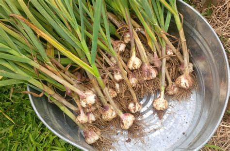 How To Plant Garlic This Fall - Video Included!