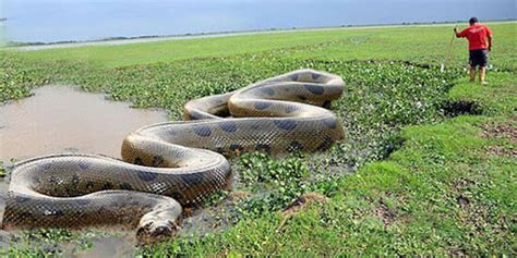 Reticulated Python Vs Green Anaconda Fight comparison- who will win?