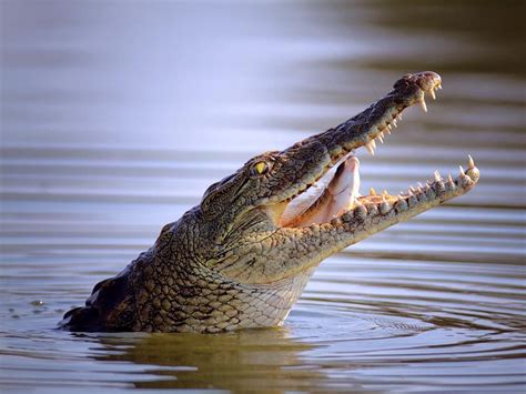 Crocodile | Habitat, Description, Teeth, & Facts | Britannica