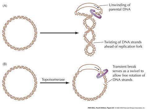 Dna Replication Topoisomerase Function