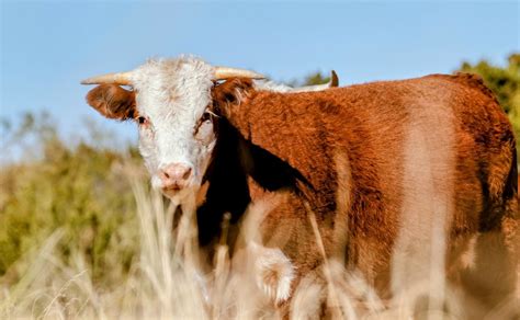 Hereford Cattle: Comprehensive Guide to Breeding and Care