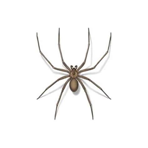 Brown Recluse Spider Identification & Behavior | Florida Pest Control