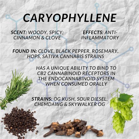 Caryophyllene Terpene Explained