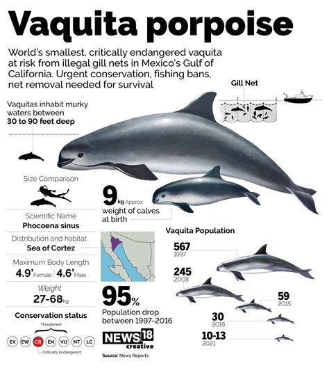 Last hope for vaquita porpoise: IWC issues extinction alert for ...