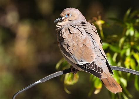 White-winged Dove | Audubon Field Guide