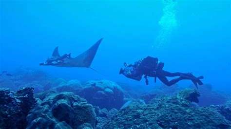 Grad student discovers first known manta ray nursery | University of ...