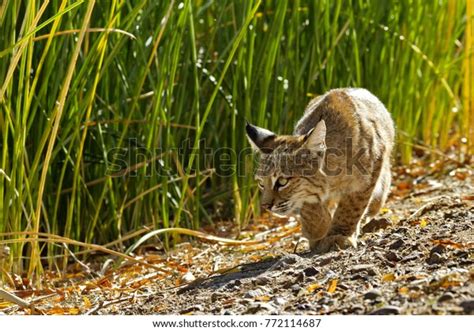 Bobcat Golden Eyes Glowing Slips Into Stock Photo 772114687 | Shutterstock