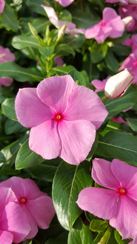 Pink Vinca Flowers | Love flowers, Flowers, Pink flowers