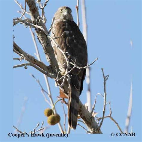 Coopers's Hawk (Accipiter cooperii) - COHA