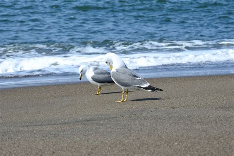 Free Images : beach, coast, sand, drop, bird, wing, shore, wave ...