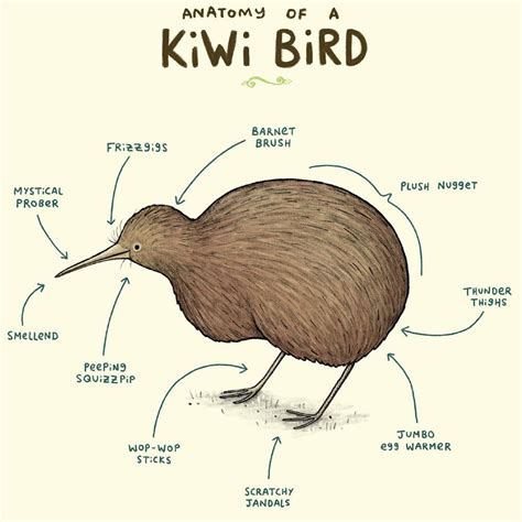 Kiwi anatomy : r/properanatomy