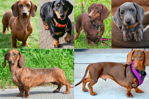 33+ dachshund puppy color calculator - RomeyLilyana