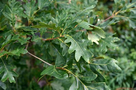 White Oak Trees (Quercus alba): Care and Growing Guide