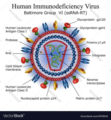 Hiv Virus Structure Animation