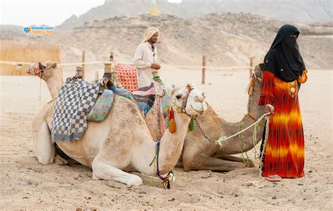 Bedouins of Egypt | Traditions and Culture in Bedouin village