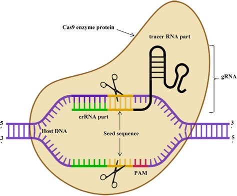 Cas9 Mechanism CRISPR/Cas9, 43% OFF