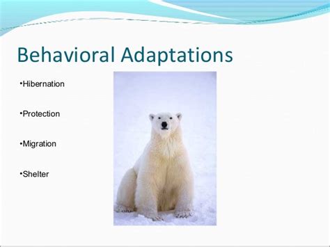 Polar bear adaptations