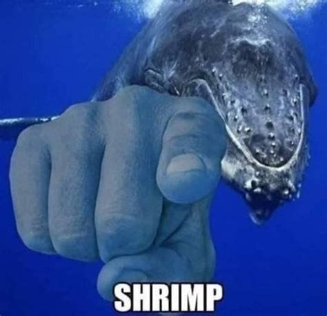 The best Shrimp memes :) Memedroid