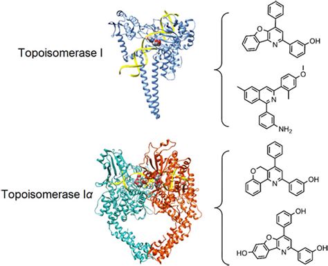 DNA topoisomerase function, structure & topoisomerase inhibitors