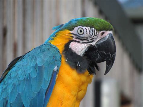 Macaws - Fun Facts About the Largest Parrots