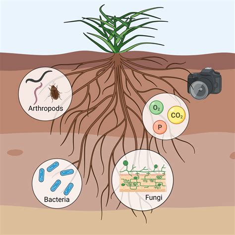 A Camera That Sees in the Soil | Rhizosphere Camera — Caltech Magazine