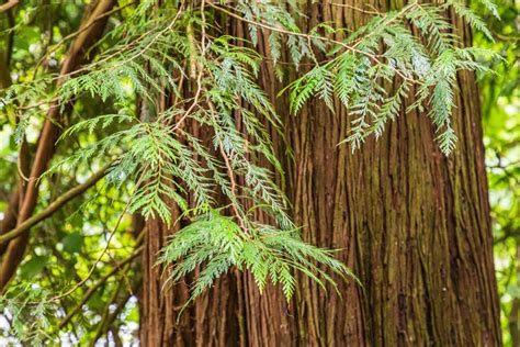 BC Native Plants: A Guide to Gardening with Indigenous Flora - Figaro's ...