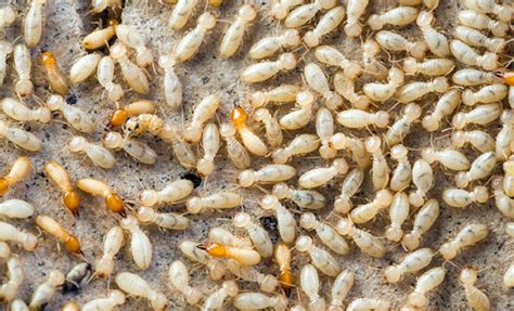 8 Signs of Termites in Your Home | Safeguard Pest Control