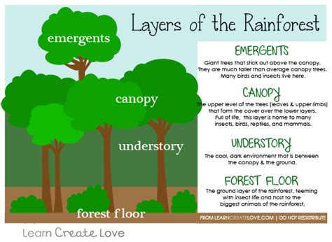 Layers of the Rainforest Printable