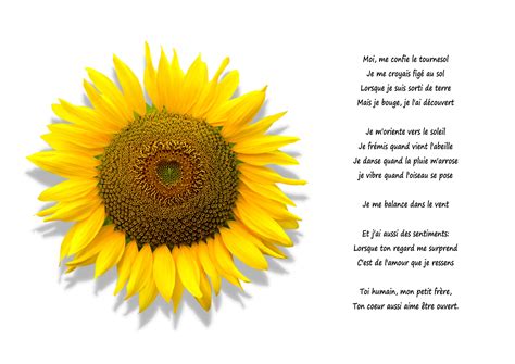 Sunflower Poem | Sunflower poem, Sunflower, Sunflower photo