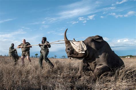 In Africa, Geneticists Are Hunting Poachers - The New York Times