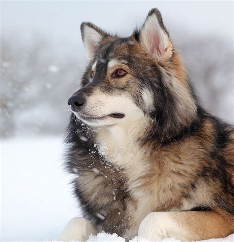 Utonagan dog face photo and wallpaper. Beautiful Utonagan dog face pictures