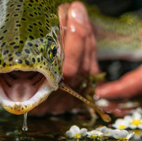 Wyoming Fly Fishing Rivers - Fly Fishing Insider Podcast