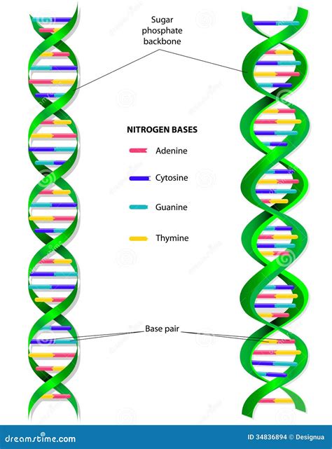 DNA Molecule Vector Diagram Stock Images - Image: 34836894