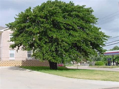 The Majestic Oak Tree Types and Facts