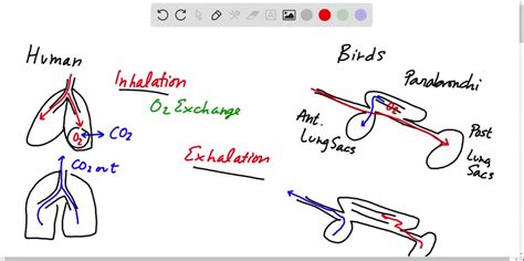 SOLVED:a Give two reasons why good ventilation in a working environment ...