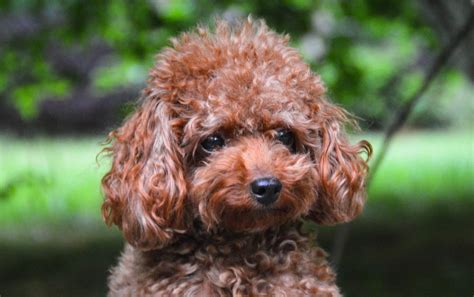 Teacup Poodle: Dog Breed Guide - Dog Academy