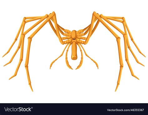 Giant sea spider cartoon isolated Royalty Free Vector Image