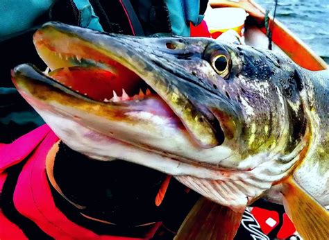 Northern Pike Teeth (Interesting Fish Facts)