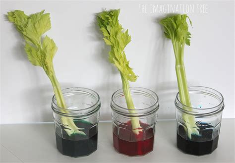 Dyed Celery Experiment: Transpiration Demonstration - The Imagination Tree