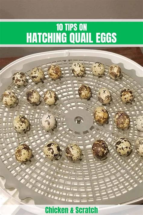 7 Best Quail Breeds to Raise For Eggs, Meat or Hunting | Quail, Raising ...