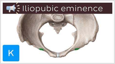 Iliopubic eminence | Anatomical Terms Pronunciation by Kenhub - YouTube