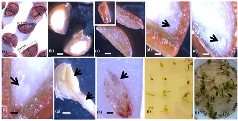 Morphological characteristics of black cohosh seeds and embryos ...