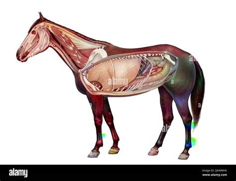 Anatomy of a horse showing the lungs, digestive system Stock Photo - Alamy