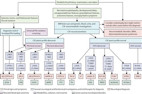 The monoamine neurotransmitter disorders: an expanding range of ...