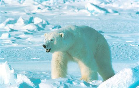 Polar Bear (Ursus maritimus) {!--북극곰-->; DISPLAY FULL IMAGE.