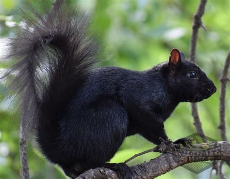 Where Do Black Squirrels Originate From? - Squirrelcontrol.ca